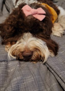 Courtesy of Bestland