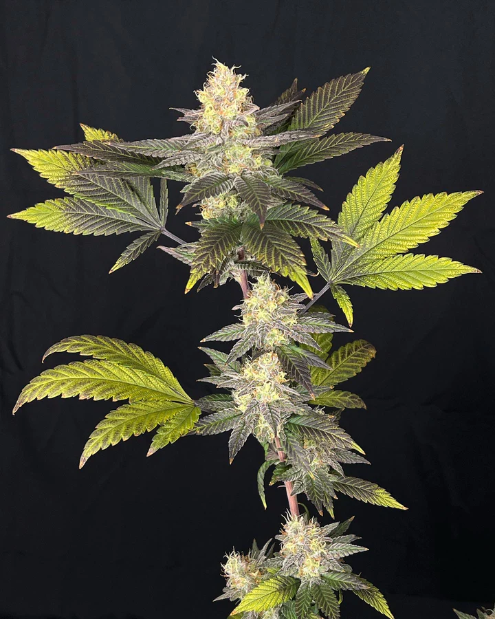 Blue Cheese #23 – Flow Gardens3