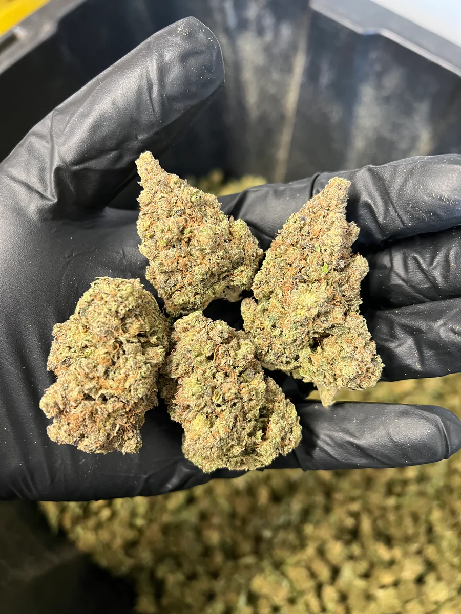 Indoor Purple Punch Hemp Flower1