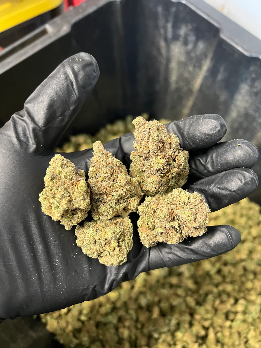 Indoor Purple Punch Hemp Flower2