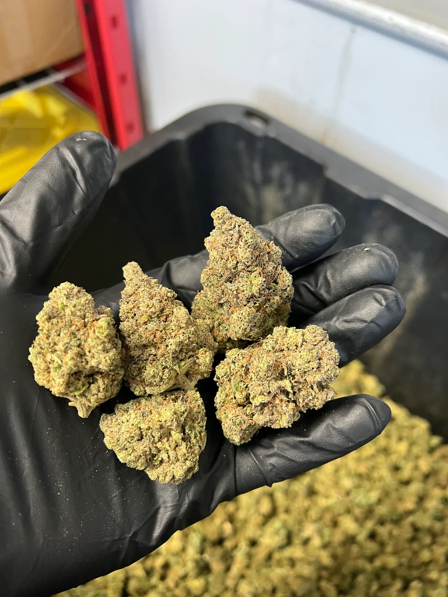 Indoor Purple Punch Hemp Flower3