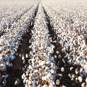 cotton