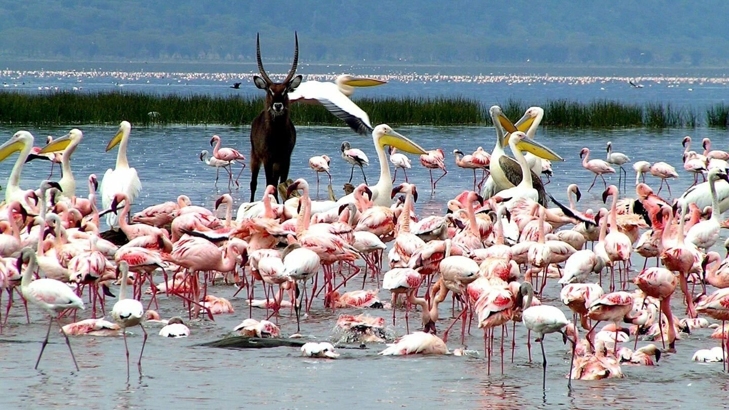 Safari and Wildlife