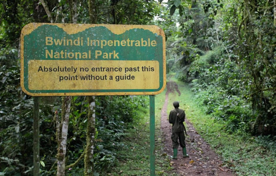 CT 029 – Bwindi Uganda Gorillas (4 Days / 3 Nights)