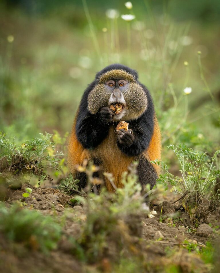 CT 032 – Untamed Rwanda Gorilla Safari (6 Days / 5 Nights)