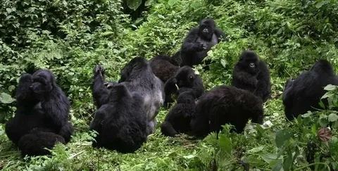 CT 030 – Uganda Gorilla Express (3 Days / 2 Nights)