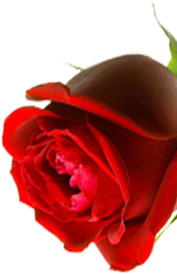 Red_Rose