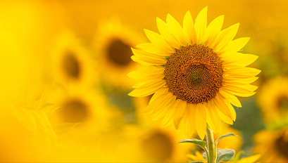 shutterstock_2021151758